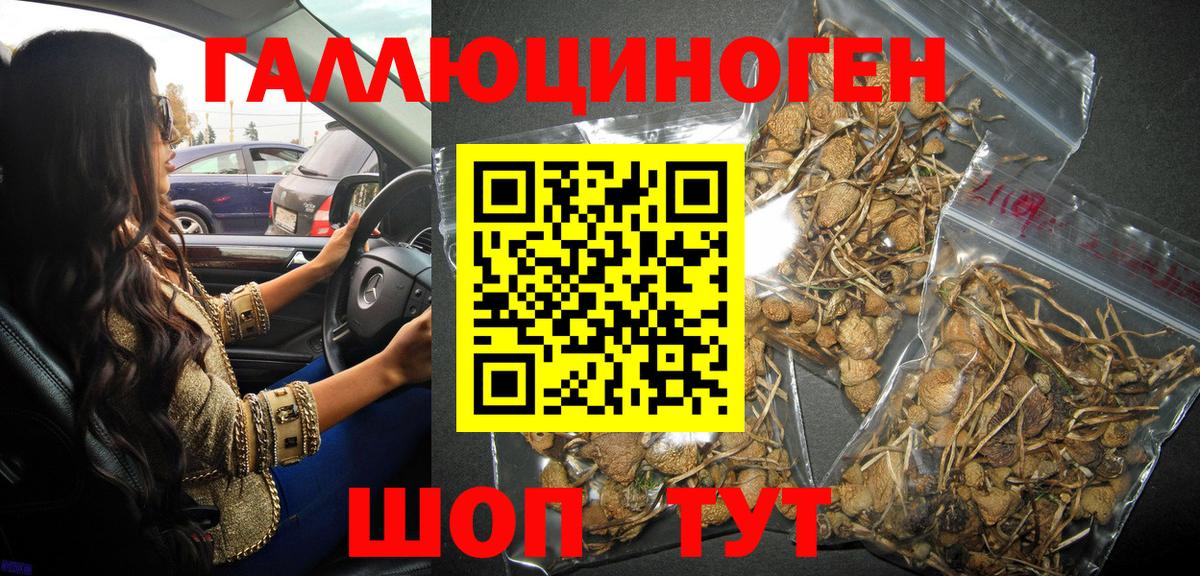 Галлюциногенные грибы Psilocybine cubensis Городец